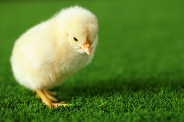Cute chick on green artificial grass outdoors, closeup with space for text. Baby animal