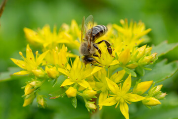 Bee collecting nectar from a yellow Phedimus aizoon flower in the spring