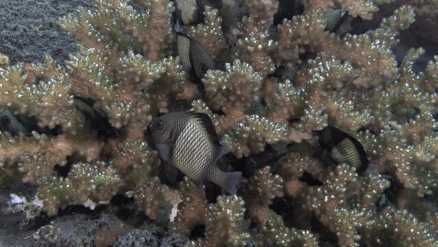 Among the branches of corals growing at the bottom of the tropical sea, small fish are hiding.
Reticulated Dascyllus (Dascyllus reticulatus) ID: no blue spots on the head, often blue dots.