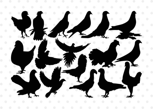 Pigeon Silhouette, Pigeon SVG, Pigeon, Pet Bird Svg, Dove Svg, Bird Svg, Pigeon Bundle, SB00304