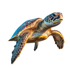 Fototapeta premium sea turtle isolated on a transparent background, generative ai