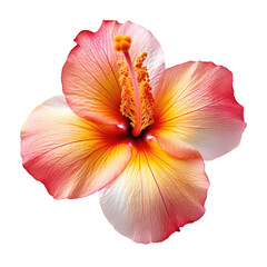 Fototapeta na wymiar tropical flower isolated on a transparent background, generative ai