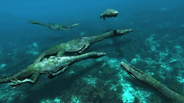 Prehistoric aquatic nothosaurus giganteus dinosaurs in a group swimming underwater, animation