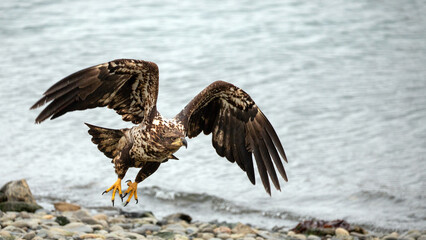 Young bald eagle [haliaeetus leucocephalus] with outstretching wings in coastal Alaska United States