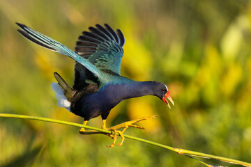 A purple gallinule (Porphyrio martinicus), a rainbow colored wading bird, balances on the stem of a wetland plant in the evening light in Sarasota County, Florida