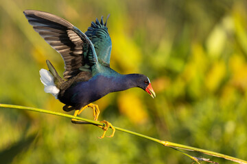 A purple gallinule (Porphyrio martinicus), a rainbow colored wading bird, balances on the stem of a wetland plant in the evening light in Sarasota County, Florida