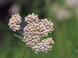 ハーブのアキレア・アスプレニフォリア
