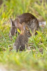 A baby bunny and adult rabbit (probably eastern cottontails) on Lido Key, Florida