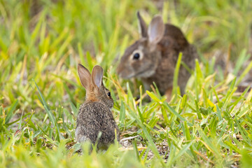 A baby bunny and adult rabbit (probably eastern cottontails) on Lido Key, Florida
