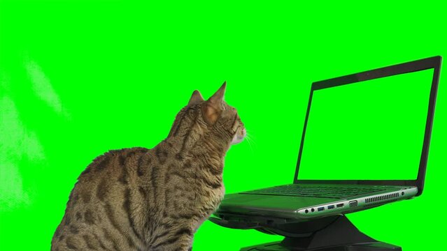 Bengal cat sitting in front of a laptop computer, looking at the screen, putting his paw on the keyboard on green screen isolated with chroma key.