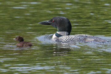 Loons with chicks on lake