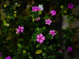 Beautiful blooming flower in garden 