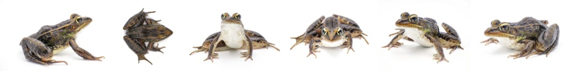 Southern leopard frog - Lithobates sphenocephalus or Rana sphenocephala - isolated on white background six views