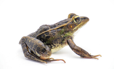 Southern leopard frog - Lithobates sphenocephalus or Rana sphenocephala - isolated on white background side profile view