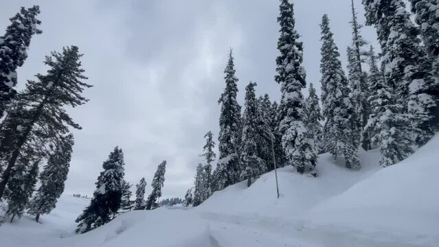 POV shot of moving on snowy road. Winter driving and forest trees covered with snow. Driving through snowy road while forward moving and looking up. Freeze white snow in winter season. 