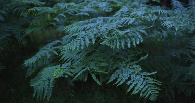 Large Bracken Fern Plant Lush Flora in Gentle Breeze Under Moonlight in Glendalough National Park, Ireland at Night (Pteridium)