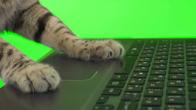 Close-up footage of cat paws typing on computer keyboard on green screen isolated with chroma key.
