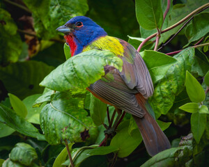 Painted Bunting perched in a bush