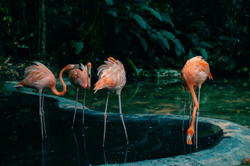 Group of pink flamingos in the jungle