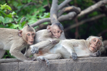 Fototapeta premium 可愛いサル