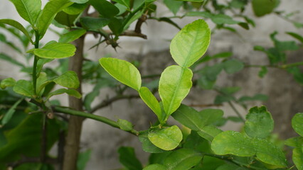 Fototapeta na wymiar Bergamot leaf