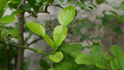 Fototapeta na wymiar Bergamot leaves in the garden