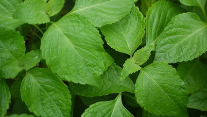 mint leaves in the garden,
peppermint