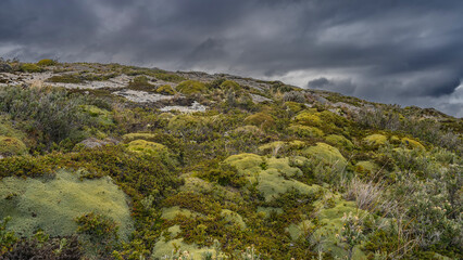 The sparse vegetation of Patagonia. There are stunted bushes and grass on the rocky hillside. Endemic to South America, the Jareta -Azorella compacta, similar to a green pillow or boulder.