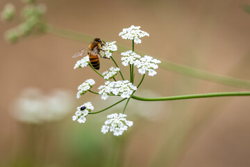 Bees with flowers