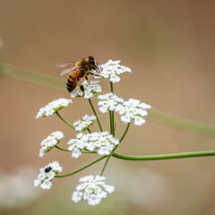 Bees with flowers
