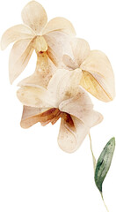 Fototapeta na wymiar Watercolor Orchid Floral Assortment