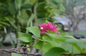 Close-up of red paper flower plant with green leaves and blurred background.