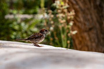 Sparrow at Santa Rosa de Lima Church in the village of Purmamarca