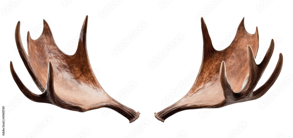 Wall mural moose antlers isolated on transparent background - generative ai