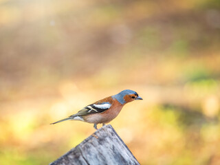 Common chaffinch, Fringilla coelebs, sits on a tree. Common chaffinch in wildlife.