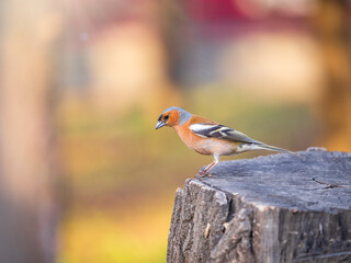 Common chaffinch, Fringilla coelebs, sits on a tree. Common chaffinch in wildlife.