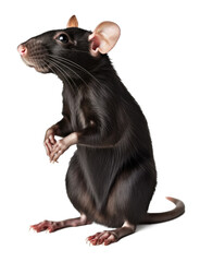 Rat Standing With Two Feet Isolated on Transparent Background - Generative AI
