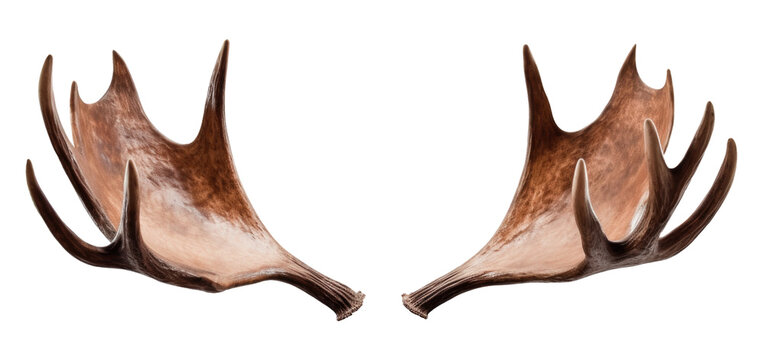 Moose Antlers Isolated on Transparent Background - Generative AI
