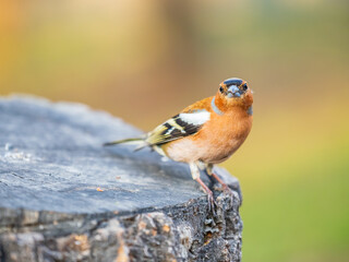 Common chaffinch, Fringilla coelebs, sits on a tree. Common chaffinch in wildlife.