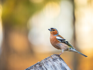 Common chaffinch, Fringilla coelebs, sits on a tree. Common chaffinch in wildlife.
