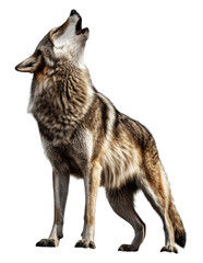 Obraz premium Wolf Howling Isolated on Transparent Background - Generative AI 