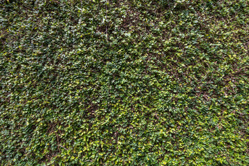 green grass foliage with roots background pattern wallpaper texture nature