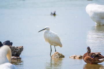 The small white heron or Little egret stands in the lake