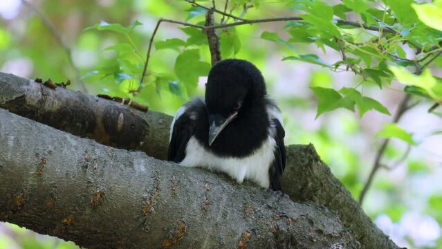 Eurasian magpie fledgeling perched quietly on top of a tree branch. Close up