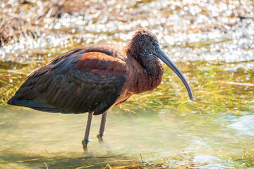 The glossy ibis, latin name Plegadis falcinellus, searching for food in the shallow lagoon.