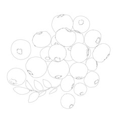 Outline Vector Blueberry black and white engraved ink art. Berries and leaves. Isolated contour blueberry illustration element. Vector raw blueberry. Ripe fruits full of nutrition and vitamins.