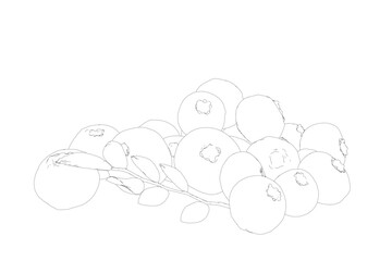 Outline Vector Blueberry black and white engraved ink art. Berries and leaves. Isolated contour blueberry illustration element. Vector raw blueberry. Ripe fruits full of nutrition and vitamins.