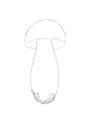 Outline champignon mushrooms Vector illustration drawn, toadstool, fly agaric, white toadstool, contour mushrooms isolated on a white background. Vector icon illustration of mushroom champignon..