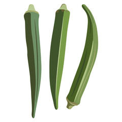 Three green ripe pods or fruits of okra. Abelmoschus esculentus. Isolated vector illustration.