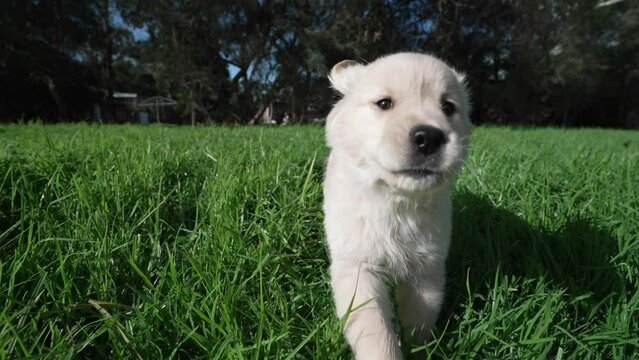 Playful Puppy in the grass running
